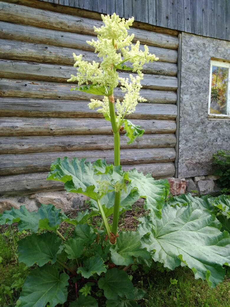 Личное фото.