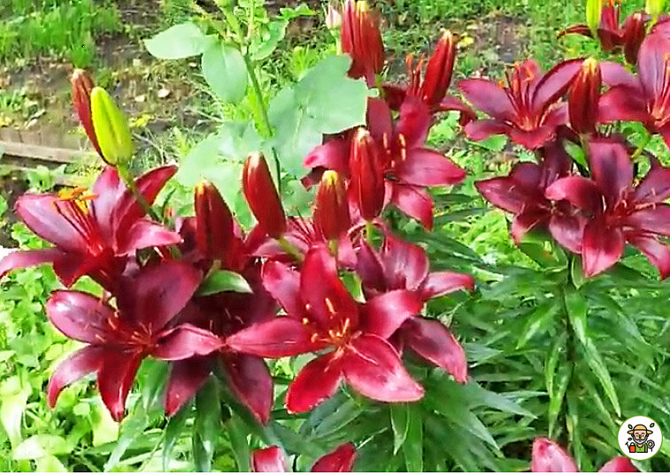 Лилии цветут