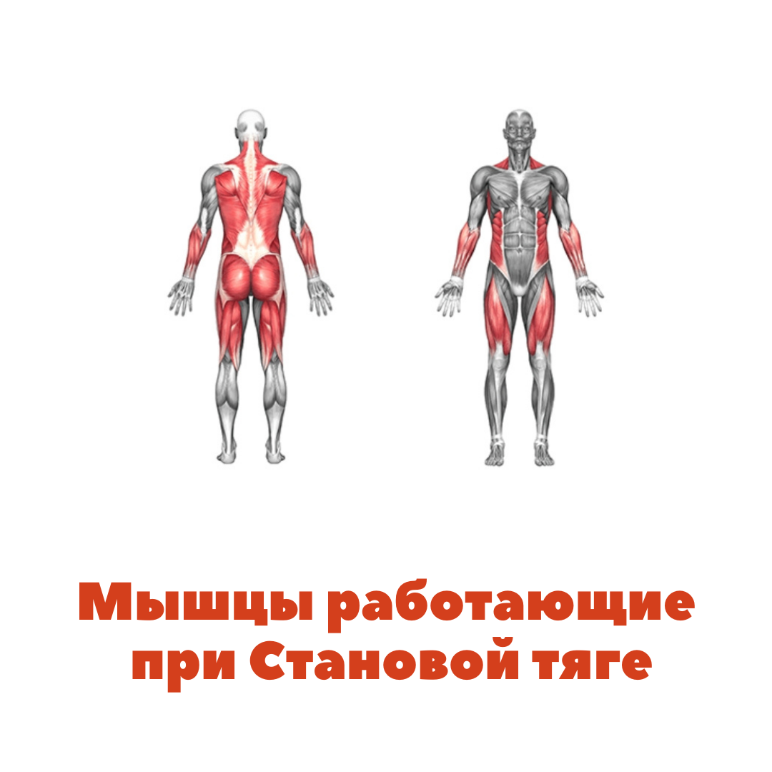 Схема мышц включенных в работу при выполнении становой тяги
