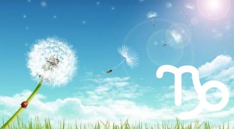 В июне так и хочется спросить: «Это пух с тополей носится вокруг, или одуванчики на всю голову сдурели?»