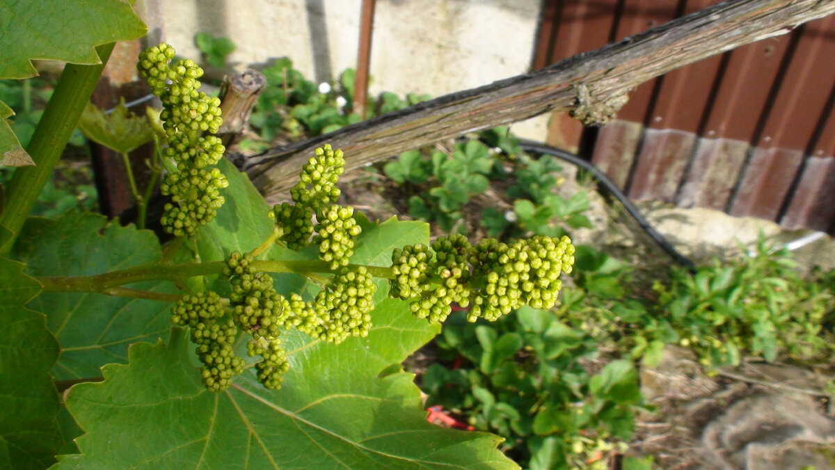 Первая летняя подкормка винограда - перед цветением