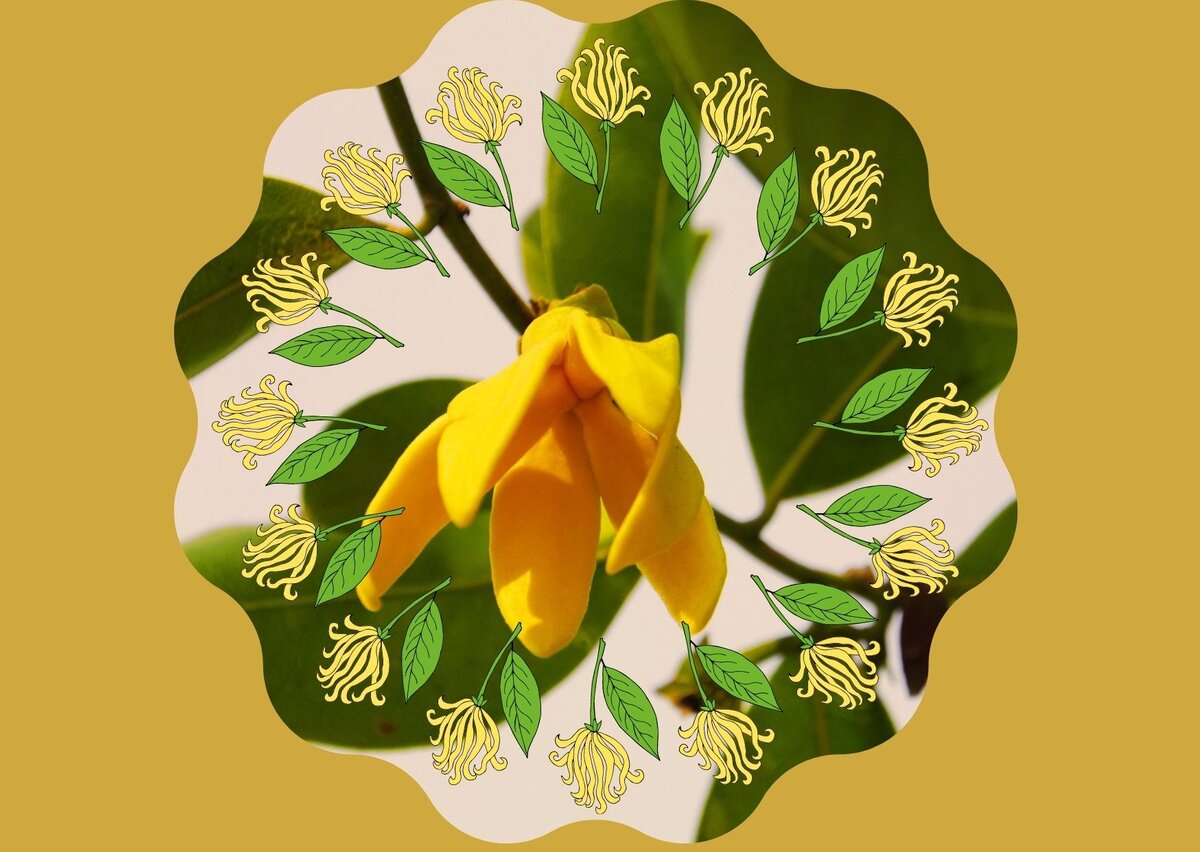 Иланг-иланг