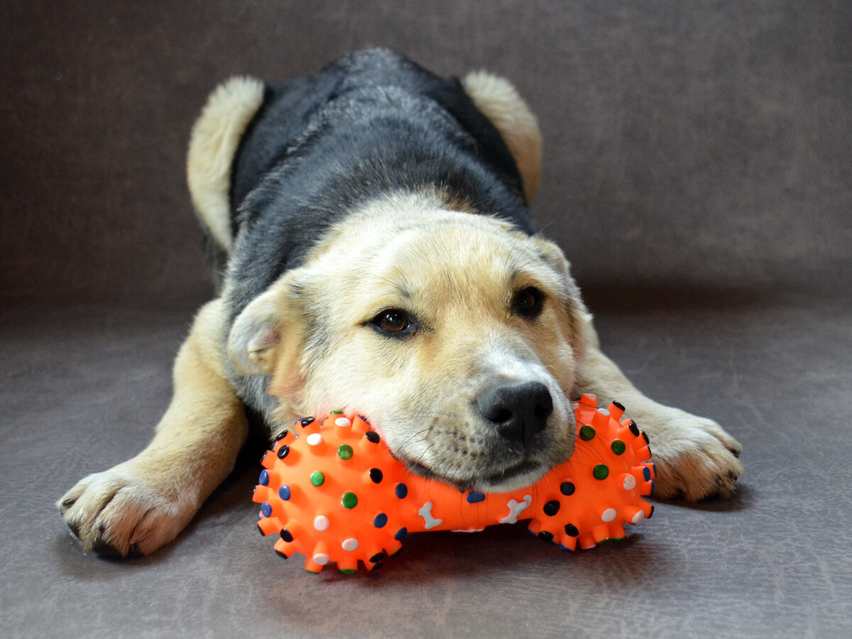 Барни. Фото - победитель конкурса из личного архива