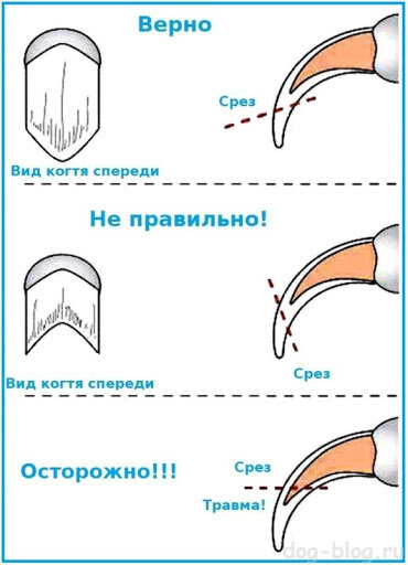 Как правильно стричь когти кошке фото Мелкие породы собак . Что ты должен знать о них перед покупкой . Вероника Ковале