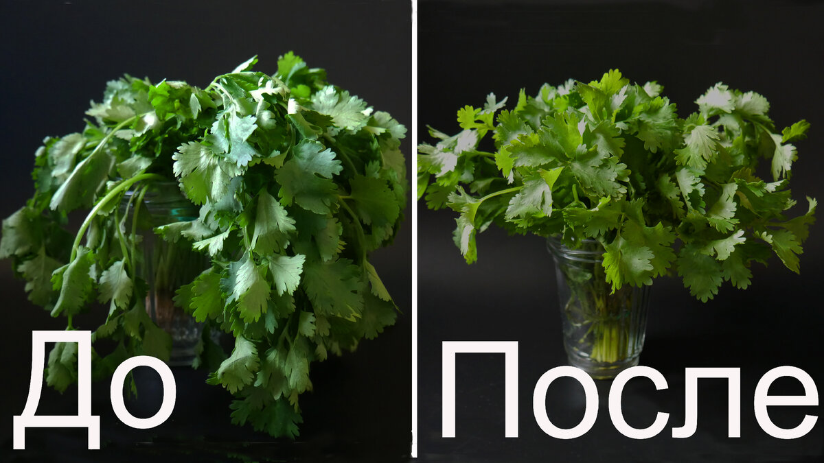 Вот так выглядит один и тот же пучок кинзы. На первом фото  веточки безжизненно свисают, а листики потеряли упругость. Ну, а на втором фото, как видите — кинза полностью восстановилась. 
