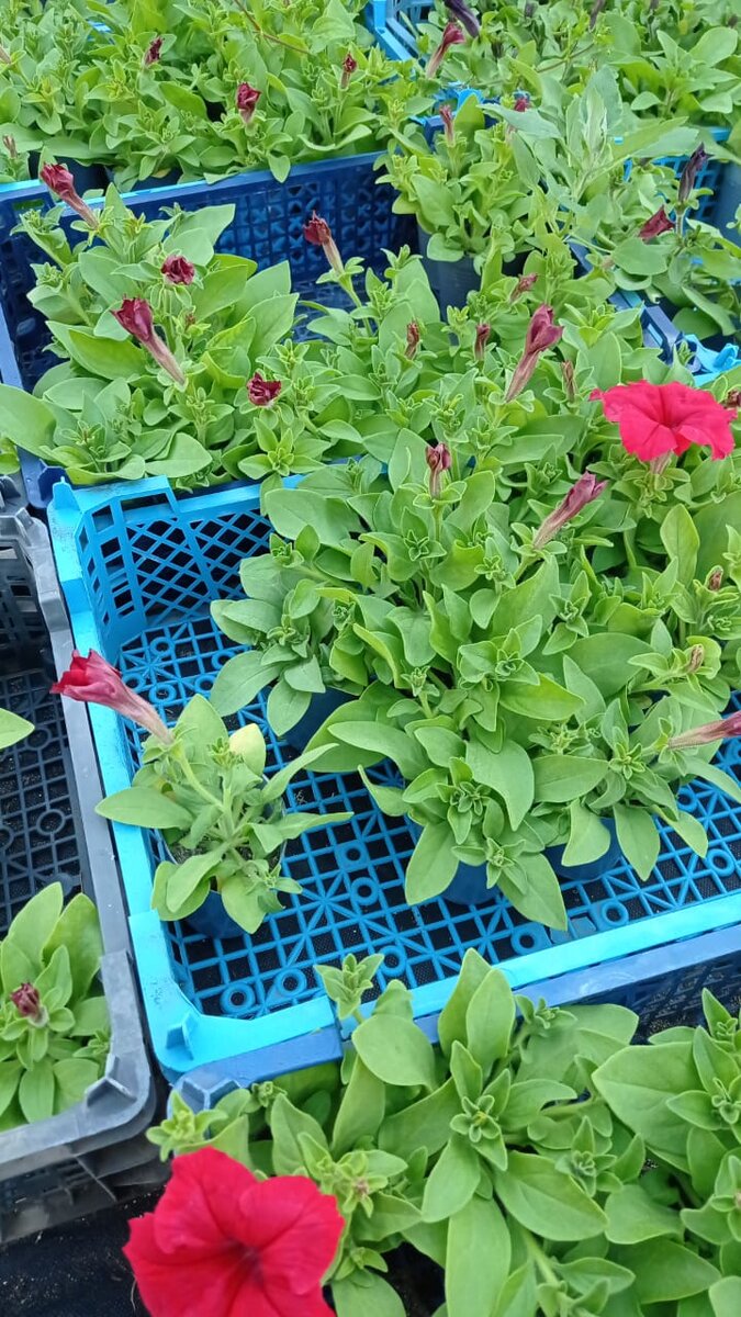 Остатки рассады кустовой петунии