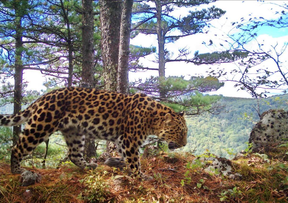 Фото: пресс-служба ФГБУ "Земля леопарда"