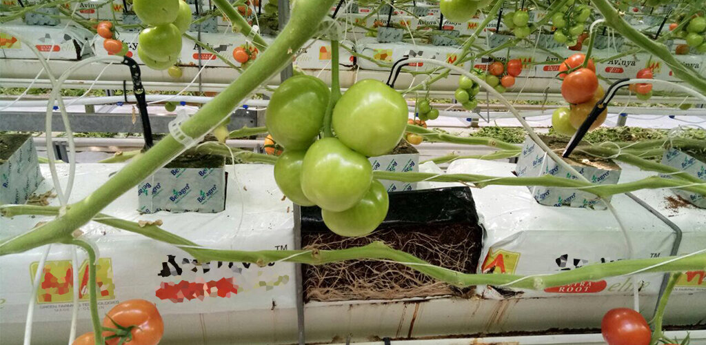 Корневая система в кокосовом субстрате