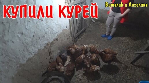 КУПИЛИ 19 КУРЕЙ ЗА 1900 РУБЛЕЙ / ДЕЛАЮ САРАЙ ДЛЯ КУРЕЙ