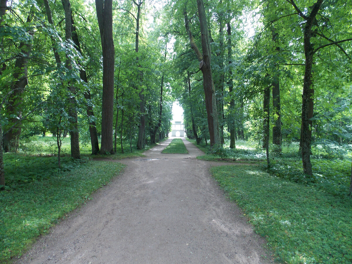 Липовая аллея. Некоторым липам более 200 лет, они видели Пушкина...