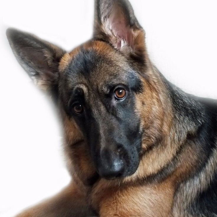 Источник https://www.pinterest.ru/pin/428686458276206722/