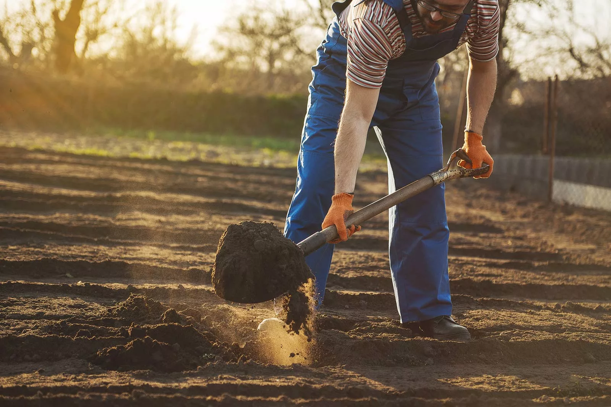 Is he digging. Человек копает. Мужчина копает. Человек копает землю. Копать землю.