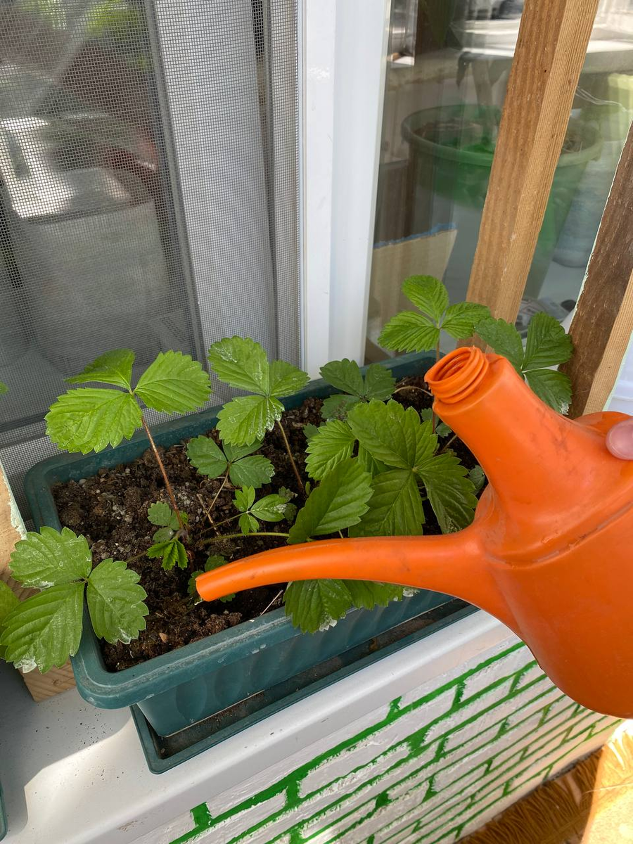 Даже свою землянику поливаю таким средством