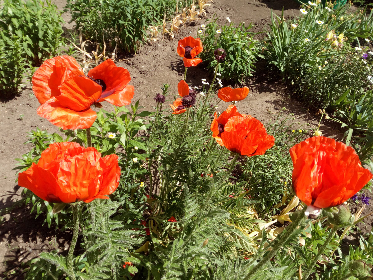 Такие маки растут у соседки по даче. 3 июня 2021. Очень красивые, волнующие! Фото мое. 