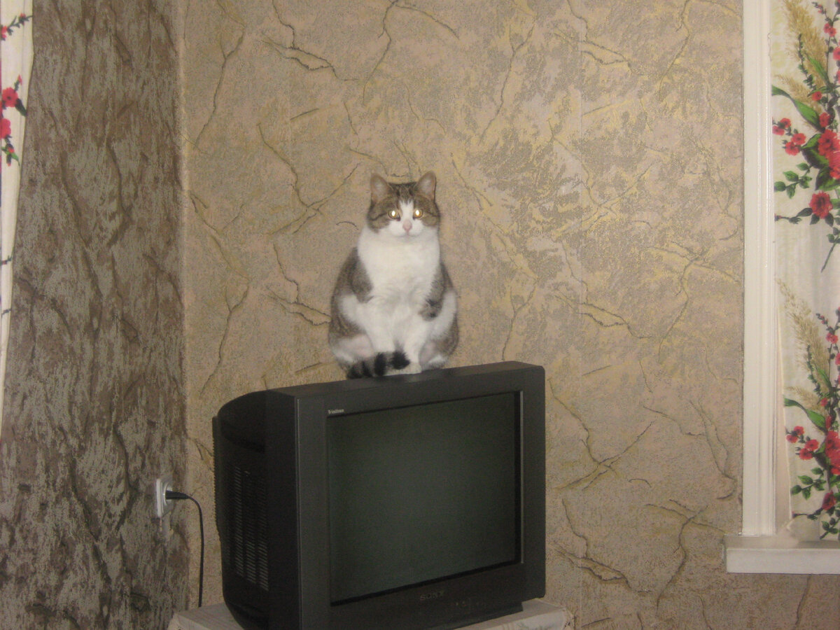 У Вишки тоже глаза большие. Фото мое.