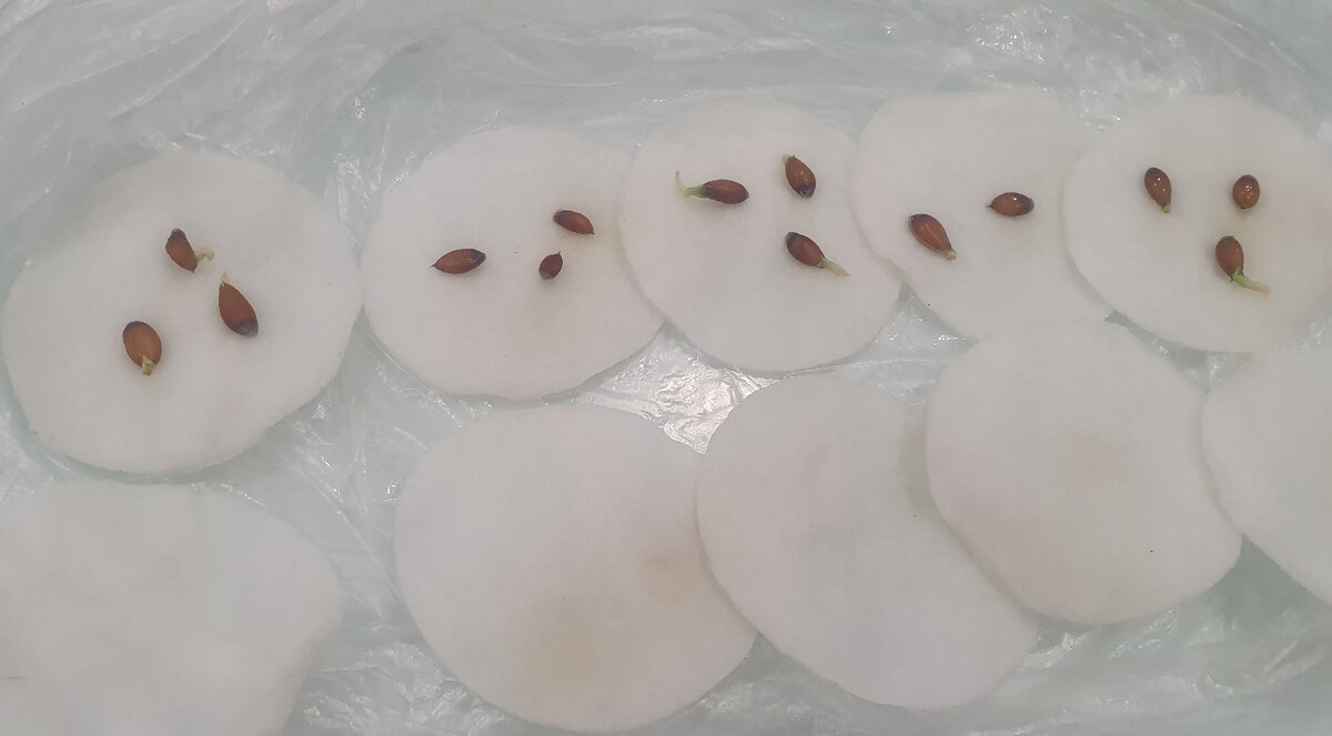 Косточки на ватных дисках, уже проклюнулись. Старых фото нет.