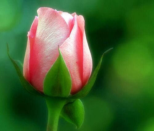 Начало жизни.