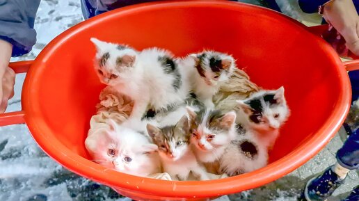 Нашли таз с полулысыми котятами found kittens in a bucket and brought them to an animal shelter for