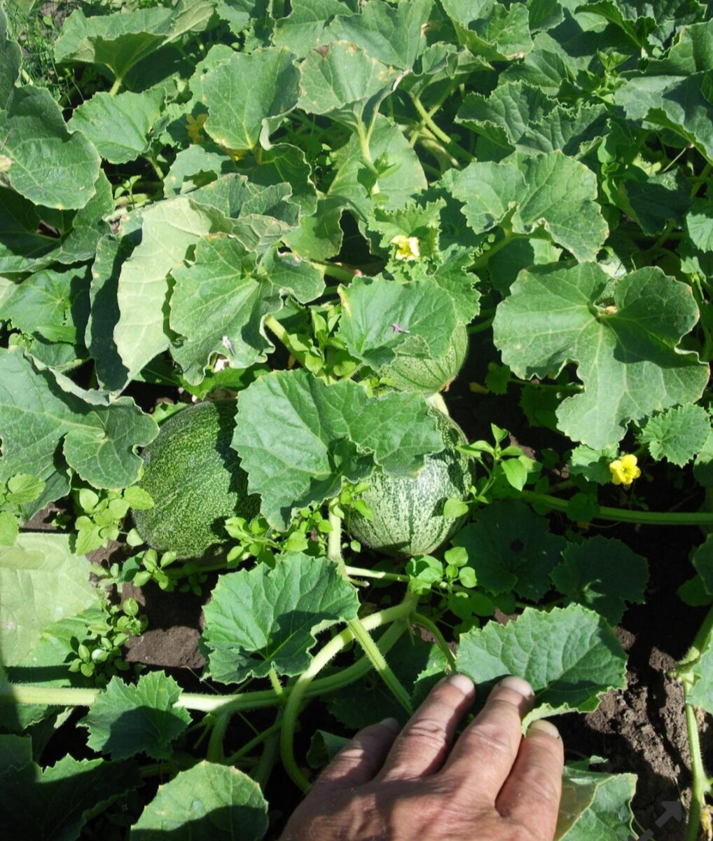 Мой опыт выращивания арбуза и дыни в холодной Башкирии. Пошаговаяинструкция.
