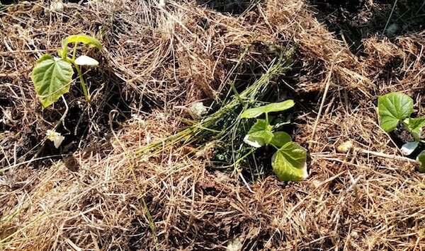 Как поливать огород из шланга холодной водой прямиком из скважины и не .