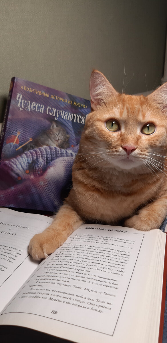 Рыжий Сема рекомендует сборник "Чудеса случаются". Специально для этой публикации фото: Николай Шумак.  Модель: упомянутый в тексте персиковый Кот по имени Сема. 