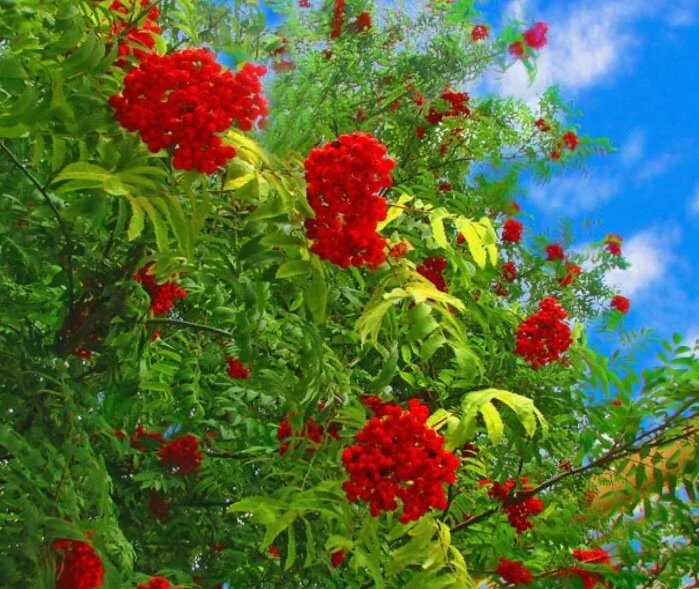 Уральская рябина