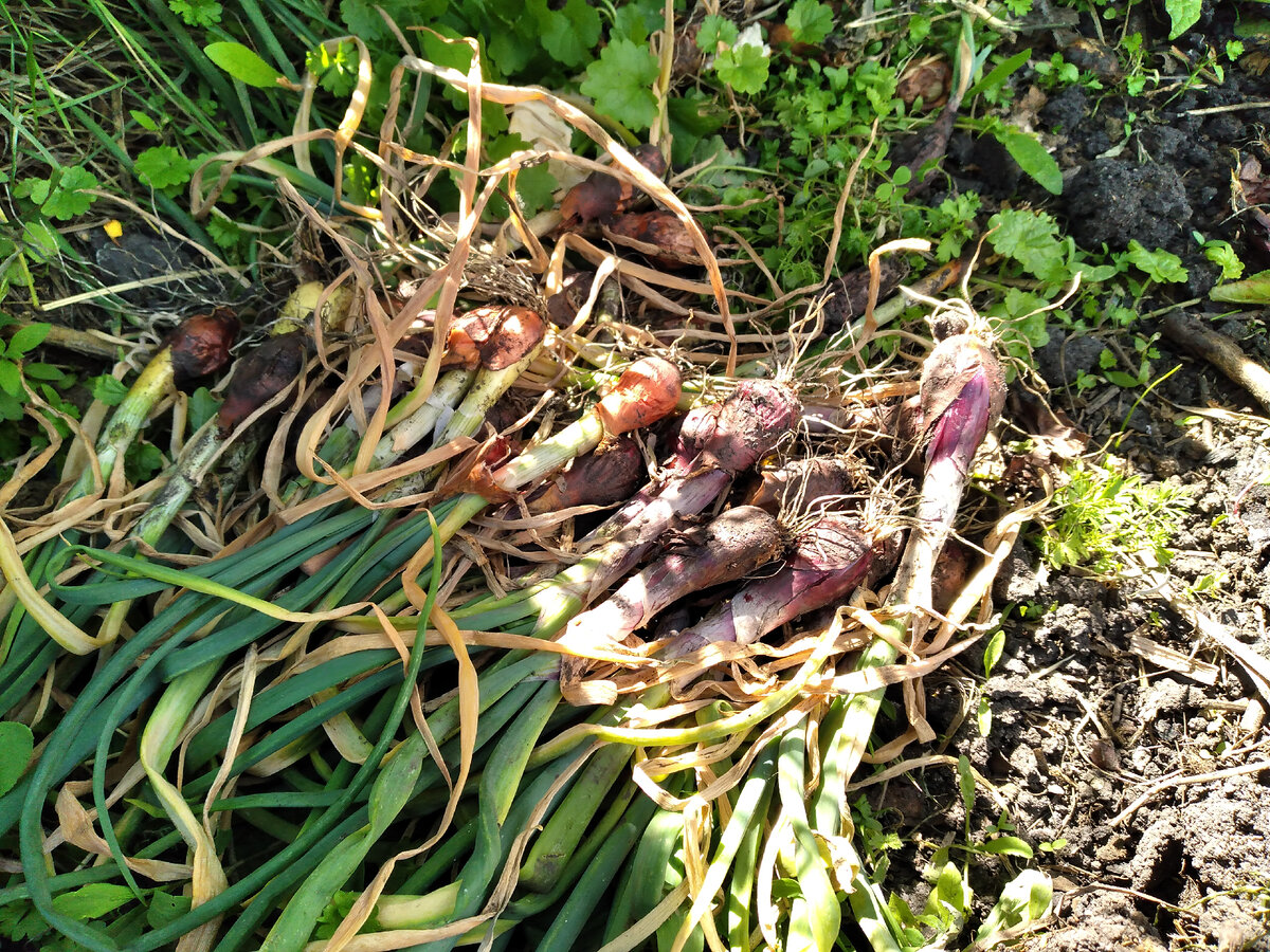 "Паршивый" лук-севок. Пришлось вырвать с грядки весь... Практически