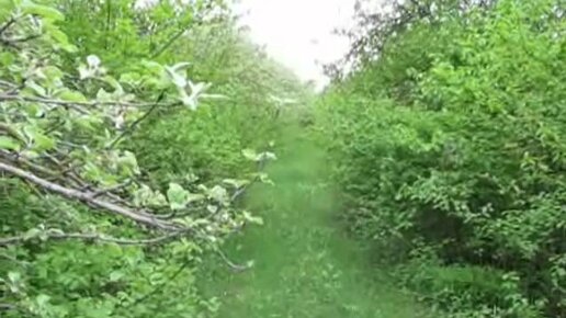 Деревенский сад. Видео старый сад. Заросший сад. Деревенский сад. "заброшенный сад" рауль.