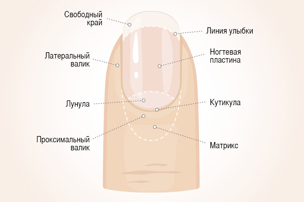 Слои ногтя схема