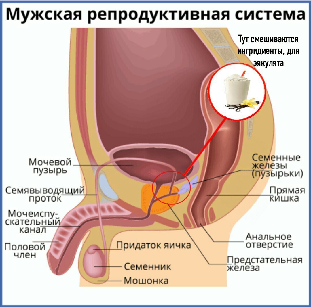 Нарушения эякуляции | АРТ-ЭКО – клиника лечения бесплодия в Москве