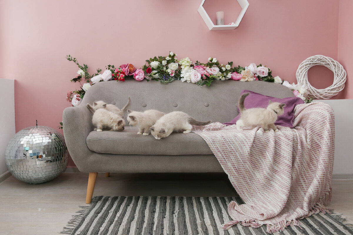 Котята рэгдолл помет F