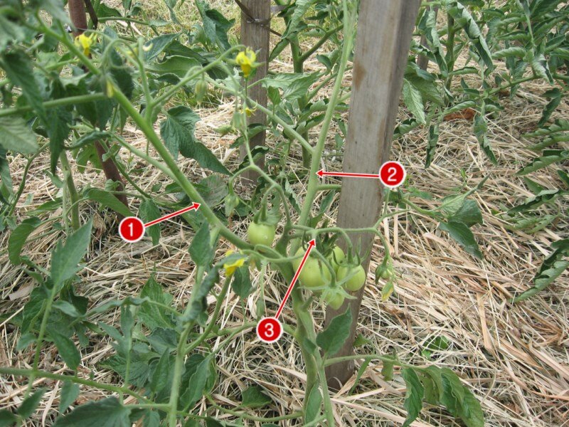 Как правильно пасынковать помидоры в открытом грунте пошаговое фото