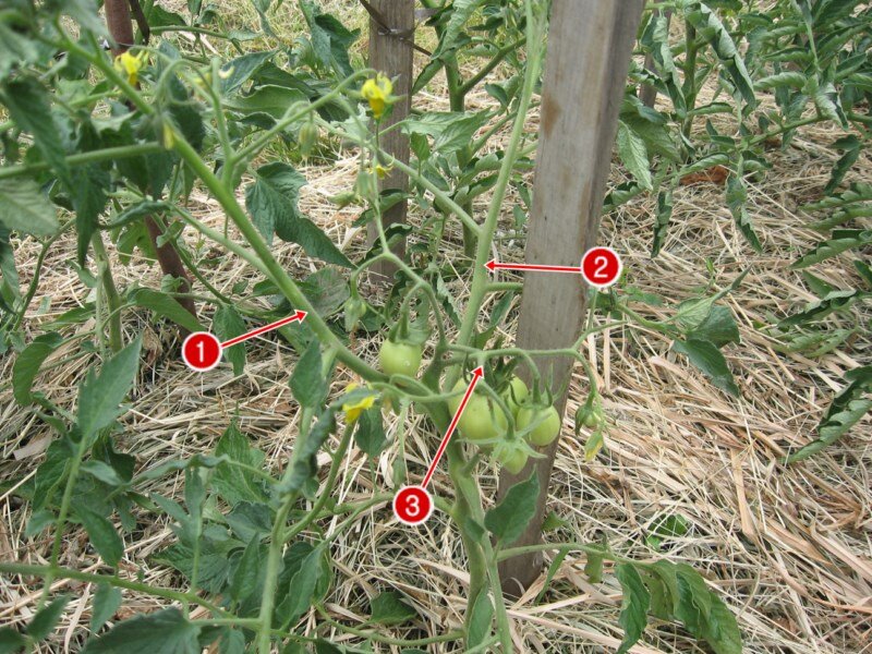 Как пасынковать низкорослые помидоры в теплице пошагово схема