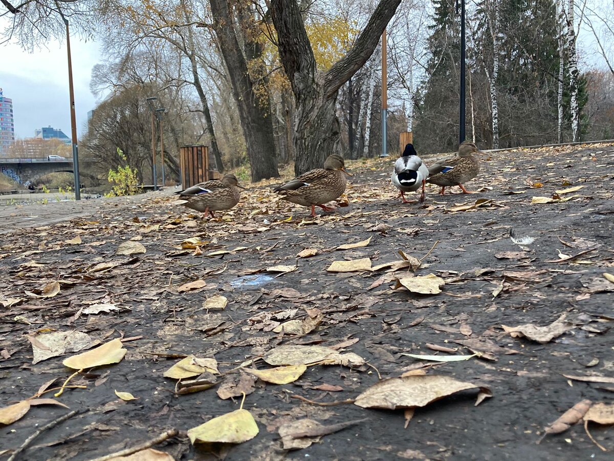 Озябли бедные