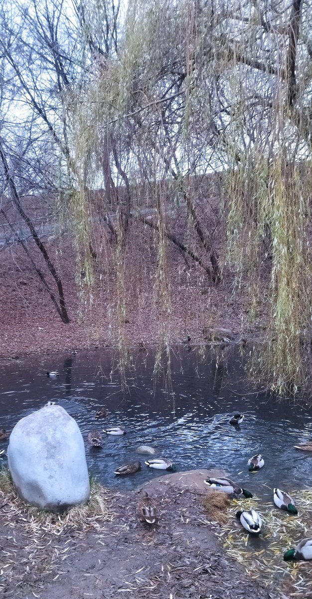Ноябрь. Парк Отрада. Пруд. Утки. Прогулка моя. Фото моё. 