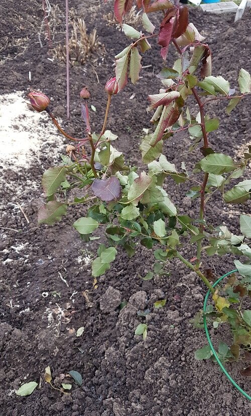 Роза Братья Гримм. Пытается цвести