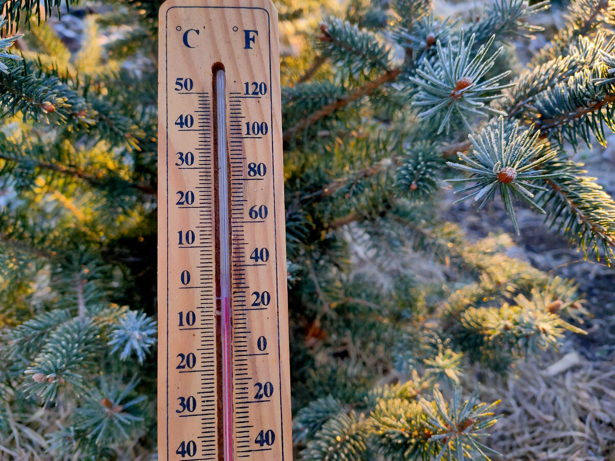 Фотография сделана Девушкой в зелёном саду