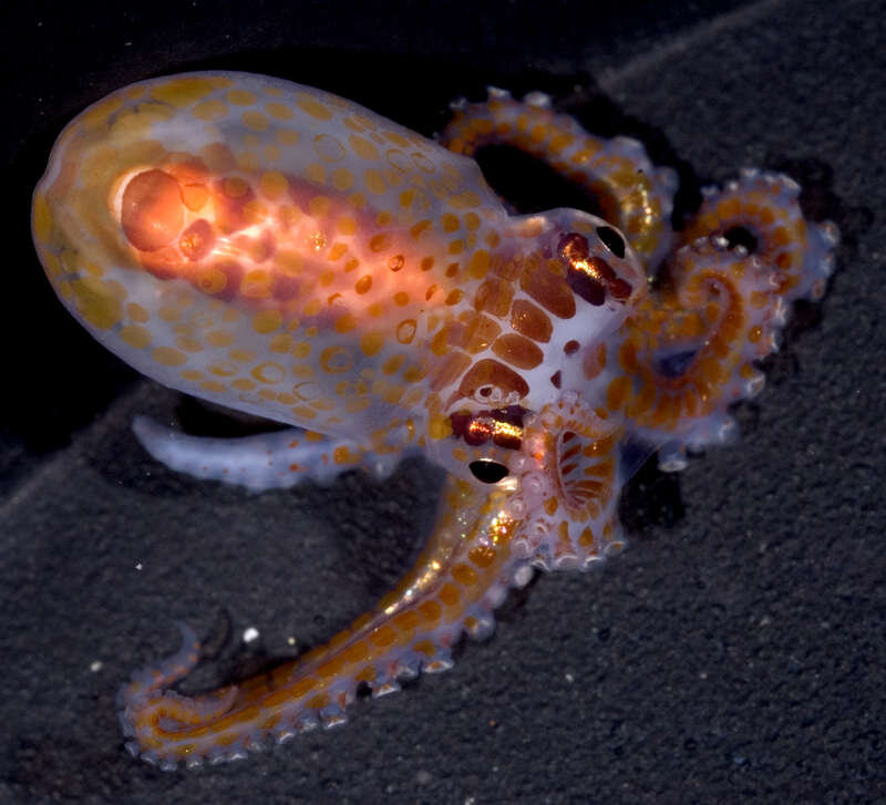 Octopus bocki, с которыми экспериментировала Крук / 2007 Moorea Biocode / CC BY-NC-SA 3.0