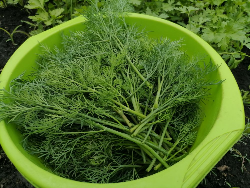 семена укропа посев. укроп кустистый семена алтая. Dill – укроп. лучшие сорта укропа. посадка укроп кустистый описание сорта.