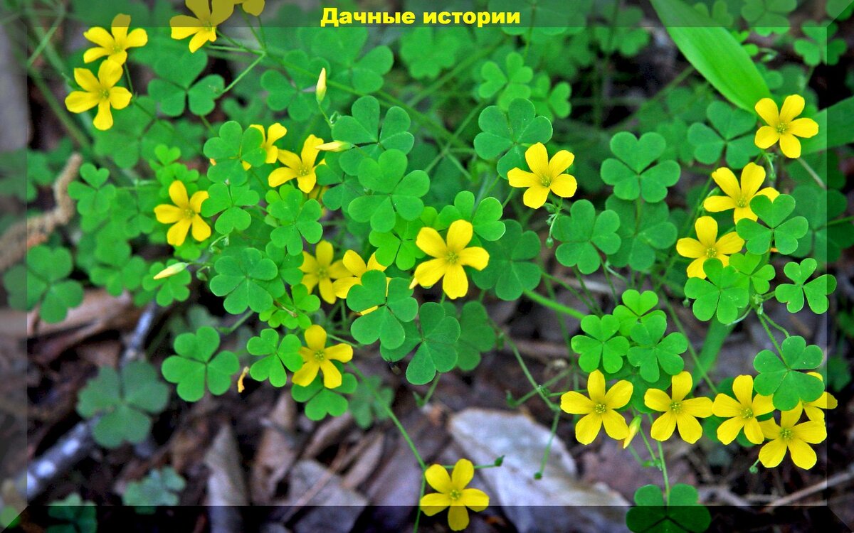 https://vk.com/photo-159774511_457250491 Сорный вил кислицы - кислица Диллениуса (Oxalis dillenii)