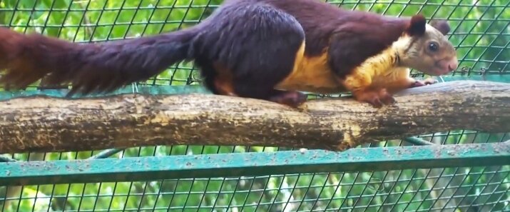 Представитель большехвостых белок Ратуфа. В зоопарке.