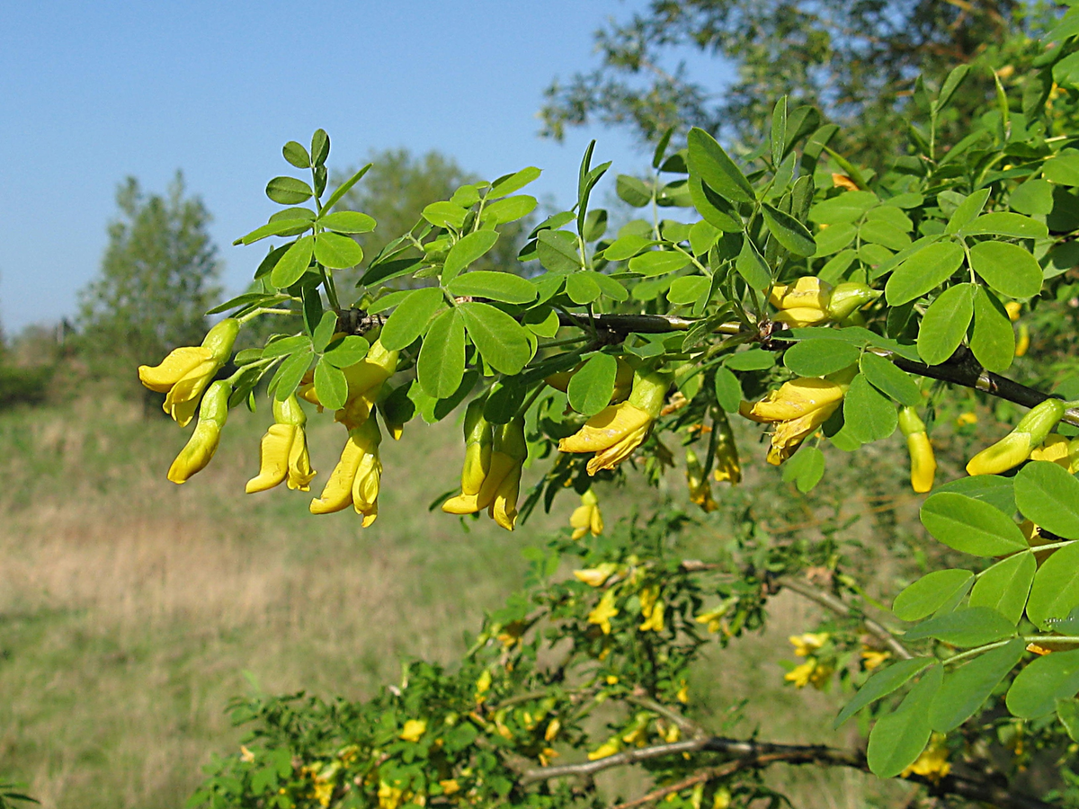 Карагана древовидная Caragana arborescens lam.