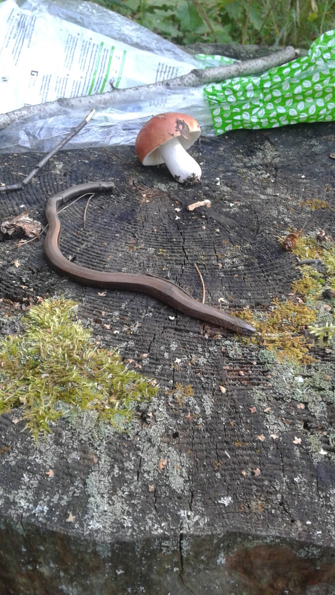 РЕШИЛ ПРОВЕРИТЬ,ДВУМЯ ПАЛКАМИ ОСТОРОЖНО (ОНА БЫЛА ЕЩЕ ЖИВАЯ) ПЕРЕНЕС ЕЕ НА ПЕНЕК И ЕЩЕ ОДНОЙ ПАЛКОЙ ПРИОТКРЫЛ ПАСТЬ.