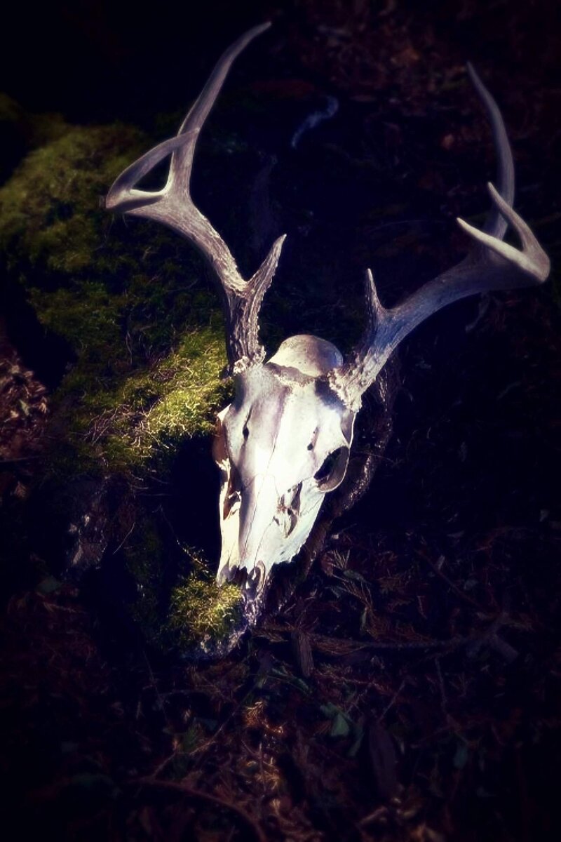 Яндекс.Картинки