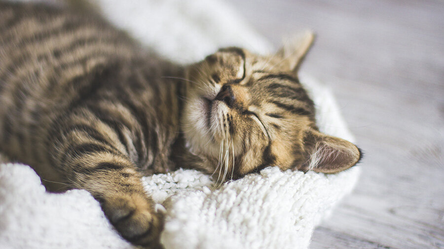 Сколько часов кошки спят в сутки? | Жизнь кота🐈 | Дзен