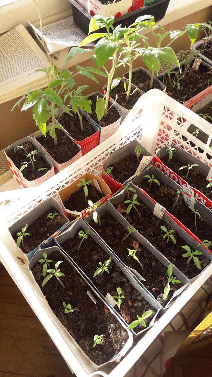 На переднем плане рассада через 5 дней после пикировки