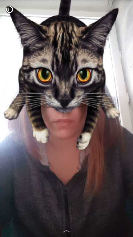 кошки приколы, смешные кошки, про котов, приколы коты,