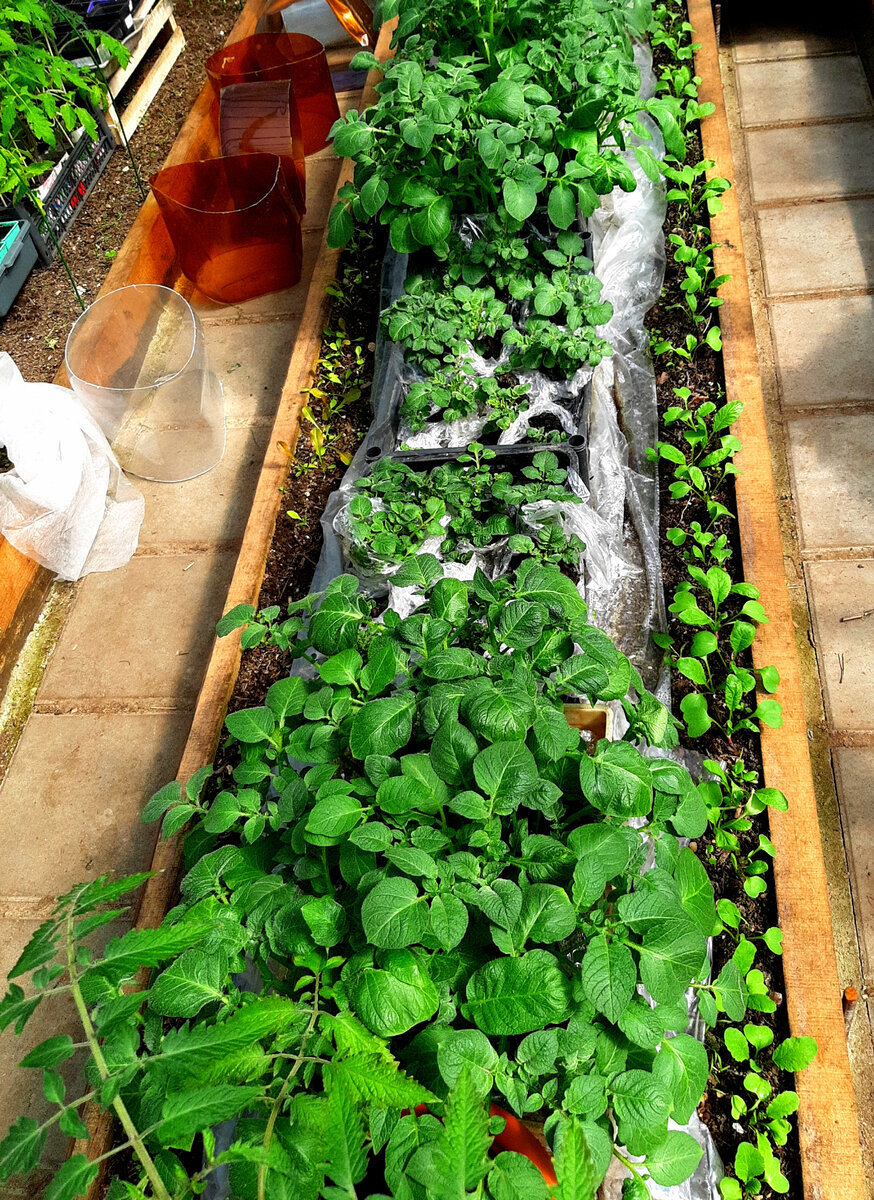 Рассада в теплице. Фото автора. 