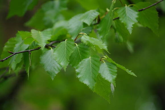 Береза повислая (Betula pendula)