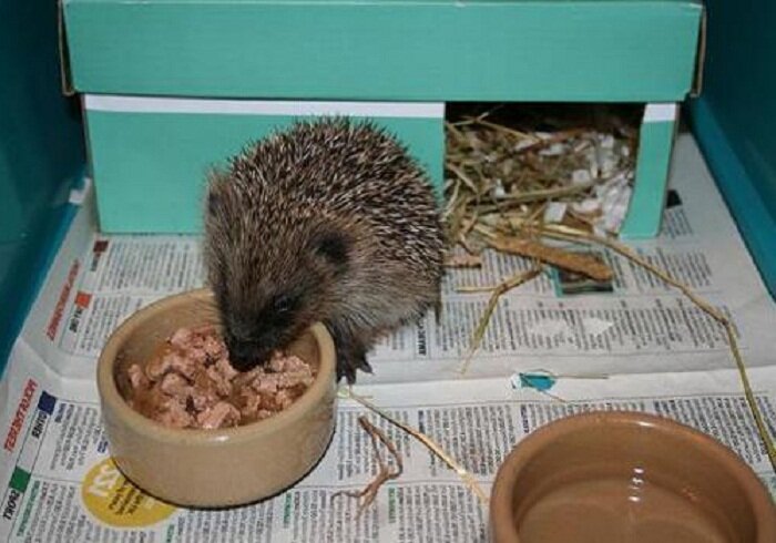 Вот и наш ёжик 😊